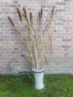 Rietsigaren / lisdodde in vaas, Ophalen, 100 tot 150 cm, Overige soorten, Halfschaduw