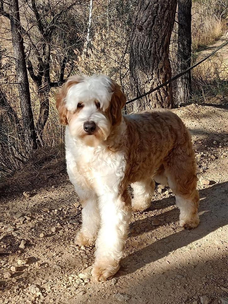 Dekreu Australian Labradoodle (WALA), Dieren en Toebehoren, Honden | Dekreuen, Reu, Particulier, Eén hond, Buitenland, 3 tot 5 jaar