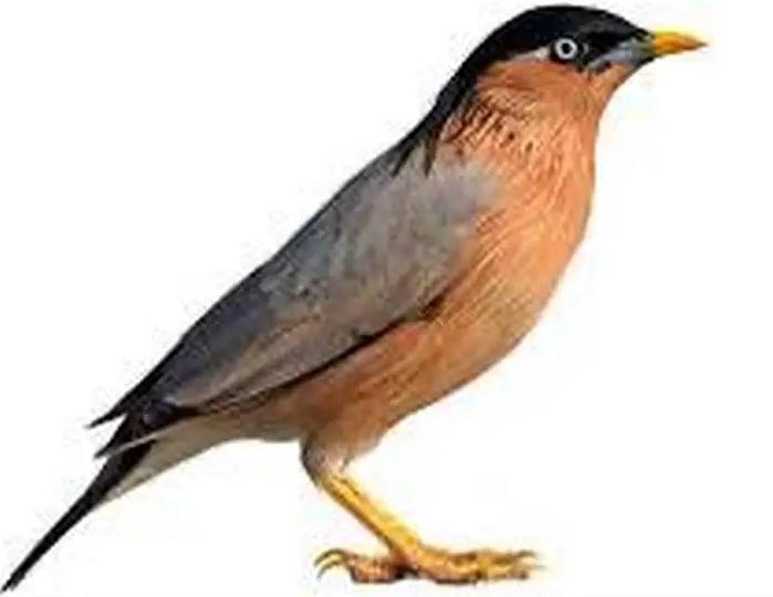 Pagode spreeuwen, Dieren en Toebehoren, Vogels | Overige Vogels, Meerdere dieren, Geringd