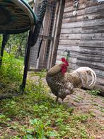 Prachtige lieve , tamme, Noord Hollandse haan, Dieren en Toebehoren, Pluimvee, Mannelijk, Kip