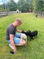Drie zeer tamme ouessant rammetjes, Dieren en Toebehoren, Schapen, Geiten en Varkens, Mannelijk, Schaap, 0 tot 2 jaar