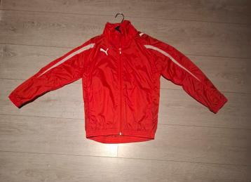 Puma zomerjas beschikbaar voor biedingen
