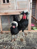 Hollandse kuifhoen eitjes, Dieren en Toebehoren, Meerdere dieren, Kip