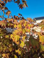 Japanse Esdoorn (1,5 m), acer palmatum, Tuin en Terras, Planten | Bomen, Ophalen, Bloeit niet, Halfschaduw, 100 tot 250 cm