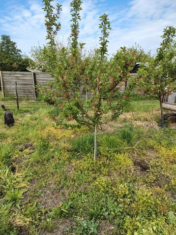GRATIS Kersenbomen beschikbaar voor biedingen