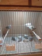 Diverse koppels zebravinken, Dieren en Toebehoren, Vogels | Overige Vogels, Meerdere dieren