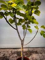 Vijgenboom gezocht, Ophalen, Lente, Volle zon, Vijgenboom