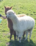 Mooie jonge Alpaca's te koop, Dieren en Toebehoren, Overige Dieren, Mannelijk