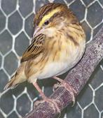 GEZOCHT NAPOLEONWEVER POP, Dieren en Toebehoren, Vrouwelijk, Tropenvogel