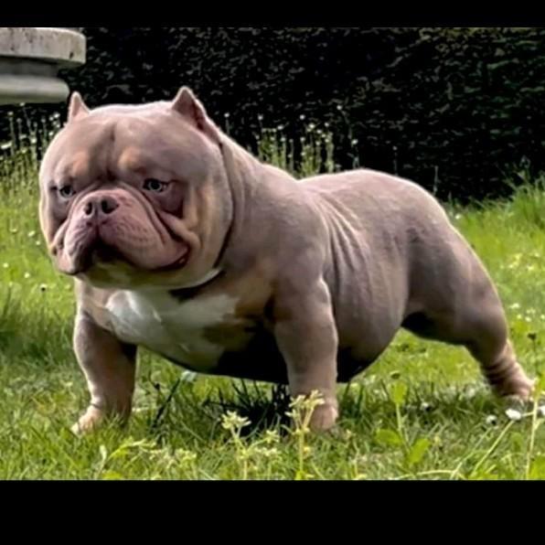 American bully, Dieren en Toebehoren, Honden | Bulldogs, Pinschers en Molossers, Teef, Overige rassen, Particulier, Eén hond, Nederland