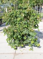 krul hazelaar corylus cotorta struiken meerstammige, Overige soorten, 100 tot 250 cm, Ophalen, Volle zon