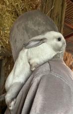 Lieve konijnen, Dieren en Toebehoren, Konijnen, Meerdere dieren, Groot, 0 tot 2 jaar