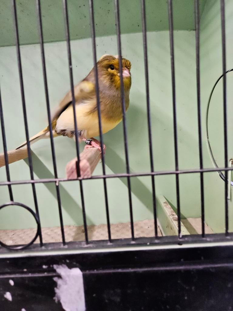 Gloster consort, Dieren en Toebehoren, Mannelijk, Postuurkanarie