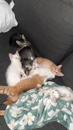 Kittens te koop, Dieren en Toebehoren, Katten en Kittens | Raskatten | Korthaar, Meerdere dieren