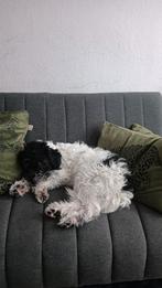 Leuke boomer pup, Juli, Mannelijk