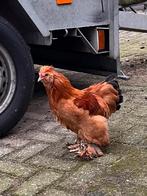 Kruising Zijdehoen cochin kriel haantje  Crocky 4 mnd lief, Dieren en Toebehoren, Mannelijk, Kip