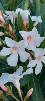 Nerium oleander Elsace Wit, Ophalen of Verzenden, Zomer, Overige soorten, Volle zon