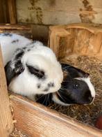 Cavia en konijn te koop, Mannelijk, Tam, Maart, Cavia