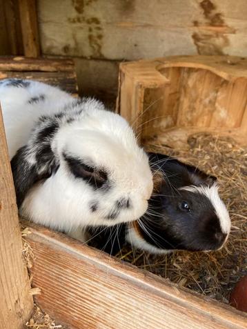 Cavia en konijn te koop beschikbaar voor biedingen