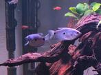 Blauwspat Gourami, Dieren en Toebehoren, Vissen | Aquariumvissen, Vis, Zoetwatervis