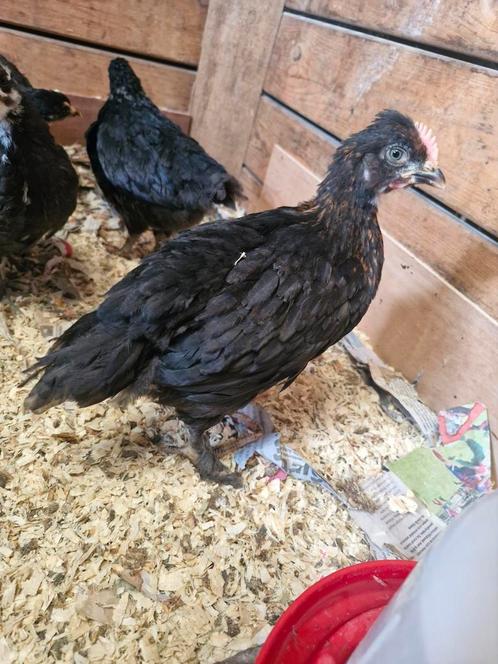 Groenlegger hanen zoeken een huisje🏡, Dieren en Toebehoren, Pluimvee, Kip, Mannelijk