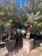 Olea europeana 250 cm dikke stam, Tuin en Terras, Planten | Bomen, 100 tot 250 cm, Olijfboom, Zomer, Ophalen