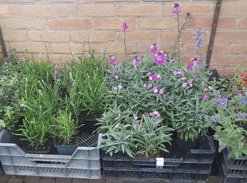 Vaste planten en Siergrassen meer dan 100 soorten beschikbaar voor biedingen