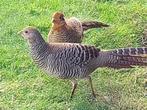 Goudfazanten, Dieren en Toebehoren, Pluimvee, Meerdere dieren, Overige soorten