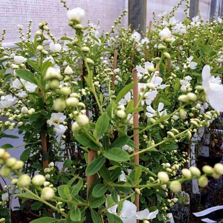 Exochorda parelstruiken, Tuin en Terras, Planten | Tuinplanten, Overige soorten, Volle zon, Ophalen