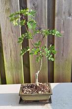 Bonsai Es (Fraxinus excelsior), Bloeit niet, Overige soorten, Minder dan 100 cm, Ophalen