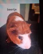 7 weken oud cavia's 15 euro per stuk, Cavia, Mannelijk, Mei, Tam
