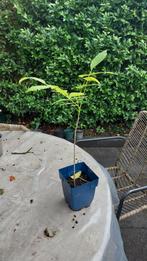 Walnoot, Ophalen, Minder dan 100 cm, Lente, In pot
