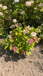Hortensia’s, Tuin en Terras, Planten | Tuinplanten, Ophalen, Zomer, Overige soorten, Halfschaduw