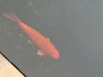 Orengj ogon, Dieren en Toebehoren, Vissen | Vijvervissen, Karper of Koi
