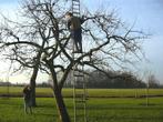 GEZOCHT (FRUIT) BOOMTAKKEN VOOR KONIJN, Ophalen of Verzenden, Lente