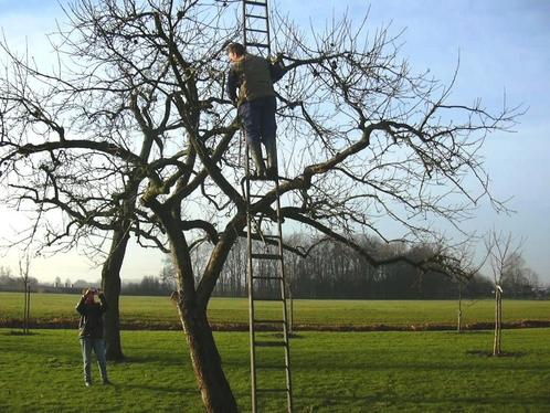 GEZOCHT (FRUIT) BOOMTAKKEN VOOR KONIJN, Tuin en Terras, Planten | Fruitbomen, Lente, Ophalen of Verzenden