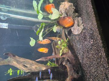 2 aquarium juwel lido 200  beschikbaar voor biedingen