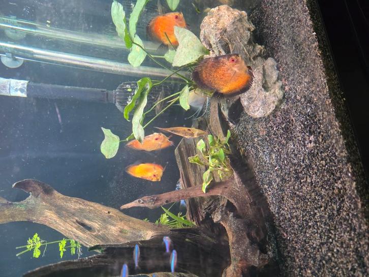 2 aquarium juwel lido 200, Dieren en Toebehoren, Vissen | Aquaria en Toebehoren, Zo goed als nieuw, Gevuld zoetwateraquarium, Ophalen