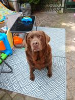 Labrador zoekt een nieuw thuis, Dieren en Toebehoren, 6 jaar of ouder, België, Particulier, Reu