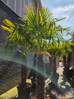 Palmbomen winterharde palmen Trachycarpus Fortunei, korting!, Volle zon, Ophalen of Verzenden, 100 tot 250 cm, Zomer