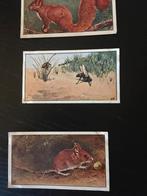 421 getekende verkade plaatjes, Boeken, Prentenboeken en Plaatjesalbums, Ophalen of Verzenden, Gelezen, Jac. P. Thijsse, Plaatjesalbum