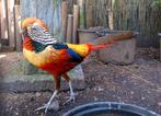 Fazant Haan kruising van een lady amherst en goudfazant., Dieren en Toebehoren, Mannelijk, Kip