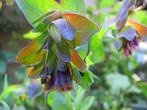 zaden Cerinthe major purpurascens, Verzenden, Najaar, Volle zon, Zaad