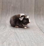 Cavia beertje 2, Dieren en Toebehoren, Cavia, Mannelijk, November, Tam