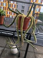 Cactus in Pot, Ophalen of Verzenden, Overige soorten
