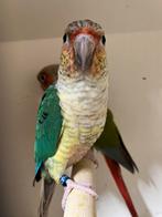 Koppel pyrrhura molinae rood, Dieren en Toebehoren, Meerdere dieren, Parkiet, Geringd