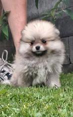 Pomeriaan pups, Dieren en Toebehoren, Keeshond, 8 tot 15 weken, Meerdere, Meerdere dieren