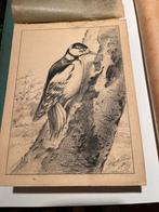 Specht tekening, houtskool op karton, 1949, Ophalen of Verzenden