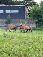 schapen, Dieren en Toebehoren, Schapen, Geiten en Varkens, Mannelijk, Schaap, 0 tot 2 jaar