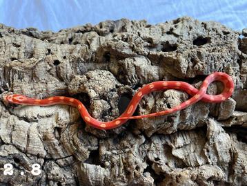 Pantherophis Guttatus Korenslang beschikbaar voor biedingen
